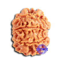 Load image into Gallery viewer, 9 Mukhi Nepalese Rudraksha - Bead No. 397
