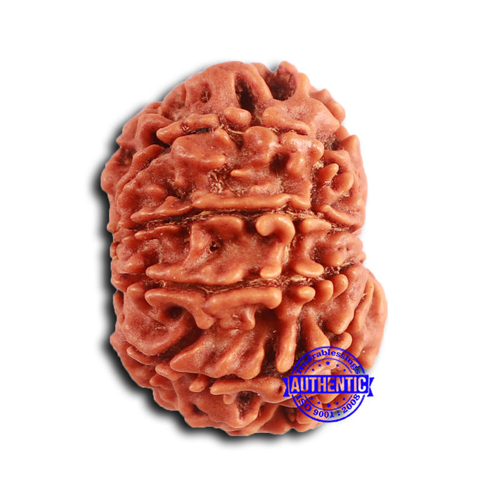 9 Mukhi Nepalese Rudraksha - Bead No. 398