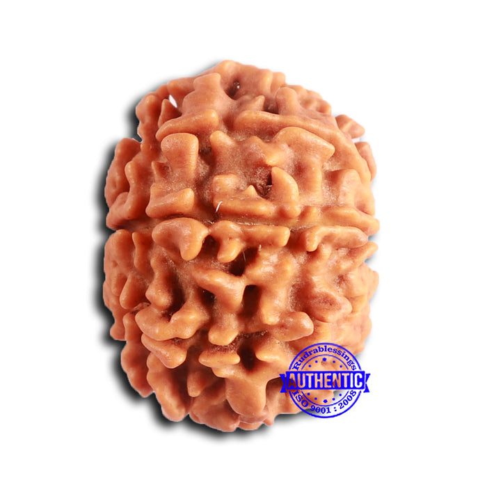 9 Mukhi Nepalese Rudraksha - Bead No. 400