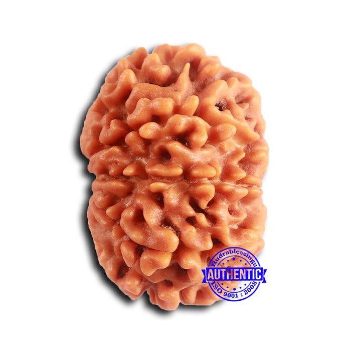 9 Mukhi Nepalese Rudraksha - Bead No. 401