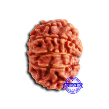 Load image into Gallery viewer, 9 Mukhi Nepalese Rudraksha - Bead No. 402
