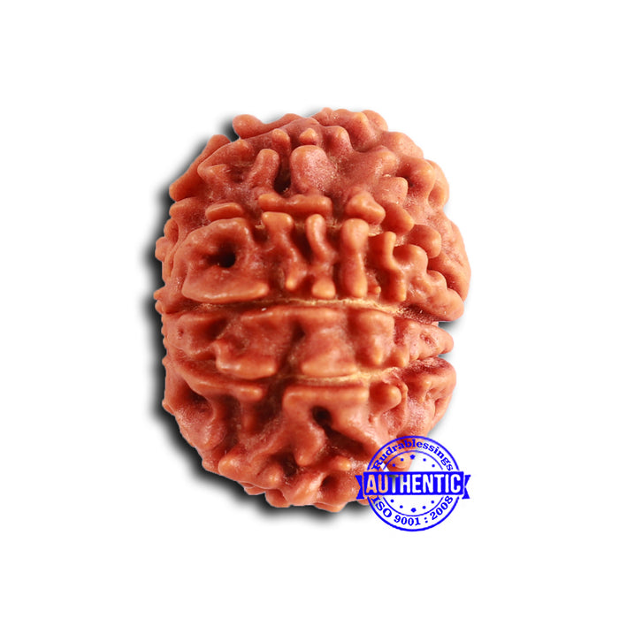 9 Mukhi Nepalese Rudraksha - Bead No. 402