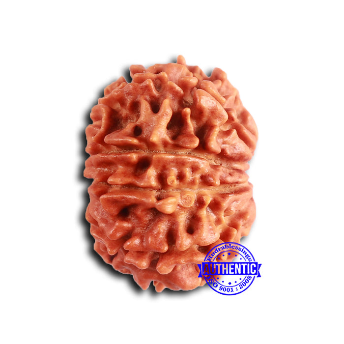 9 Mukhi Nepalese Rudraksha - Bead No. 403