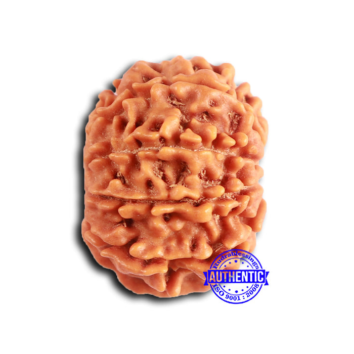 9 Mukhi Nepalese Rudraksha - Bead No. 404