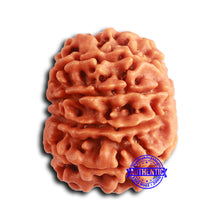 Load image into Gallery viewer, 9 Mukhi Nepalese Rudraksha - Bead No. 388
