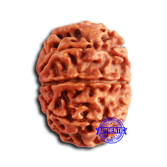 9 Mukhi Nepalese Rudraksha - Bead No. 389
