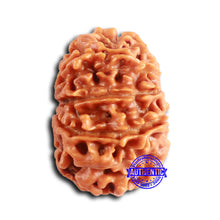 Load image into Gallery viewer, 9 Mukhi Nepalese Rudraksha - Bead No. 390
