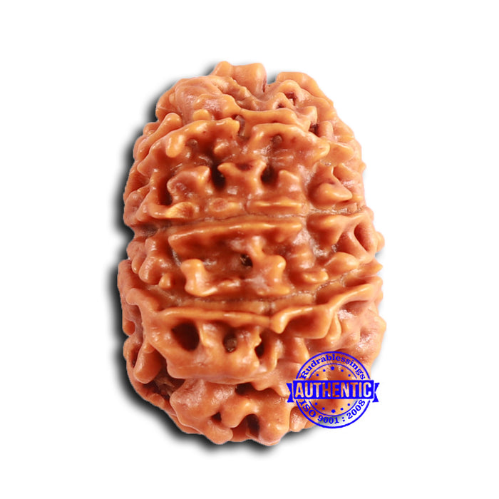 9 Mukhi Nepalese Rudraksha - Bead No. 390