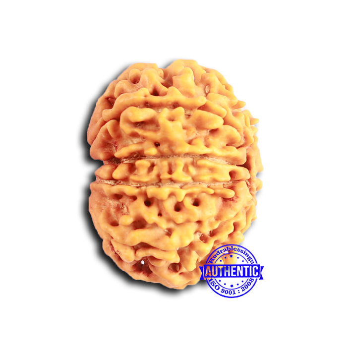 9 Mukhi Nepalese Rudraksha - Bead No. 391