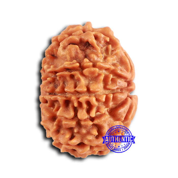 9 Mukhi Nepalese Rudraksha - Bead No. 393