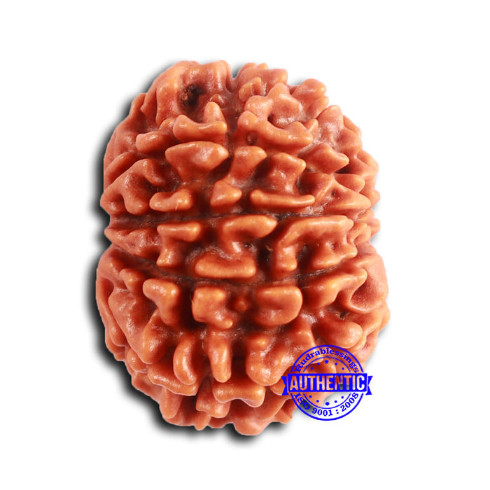 9 Mukhi Nepalese Rudraksha - Bead No. 394