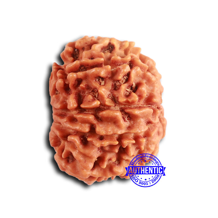 9 Mukhi Nepalese Rudraksha - Bead No. 396