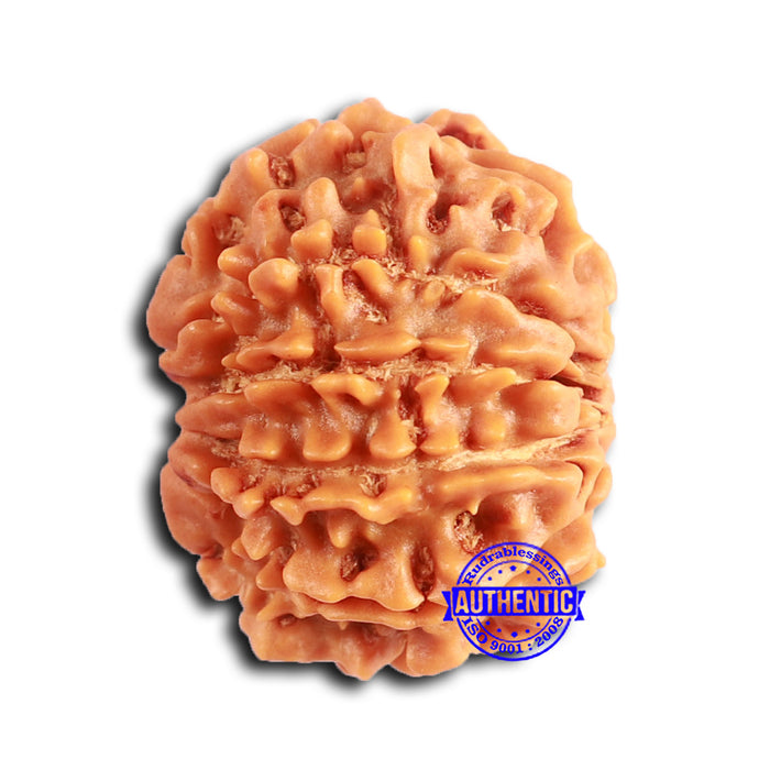 9 Mukhi Nepalese Rudraksha - Bead No. 397
