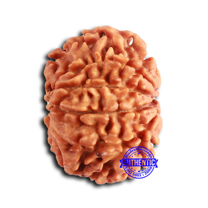 9 Mukhi Nepalese Rudraksha - Bead No. 400