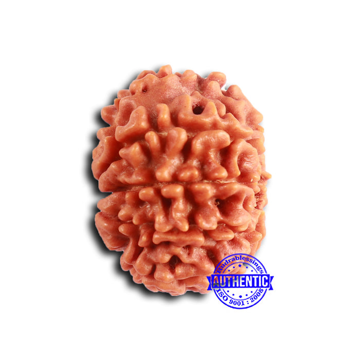 9 Mukhi Nepalese Rudraksha - Bead No. 402