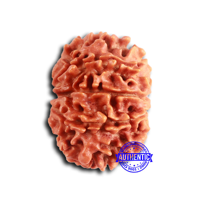 9 Mukhi Nepalese Rudraksha - Bead No. 403