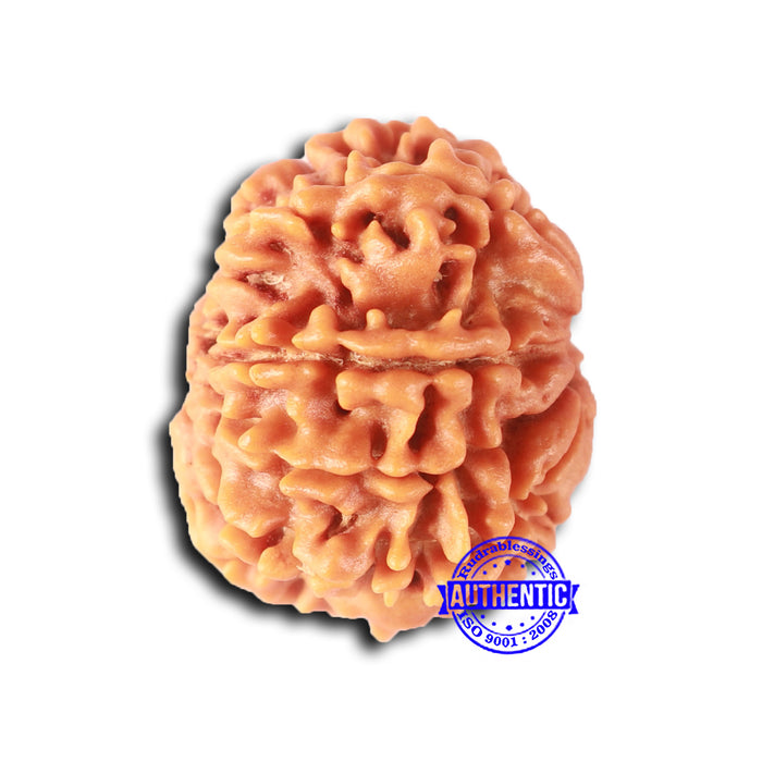 9 Mukhi Nepalese Rudraksha - Bead No. 405