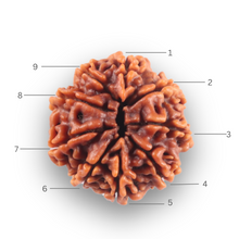 Load image into Gallery viewer, 9 Mukhi Nepalese Rudraksha - Bead No. 435
