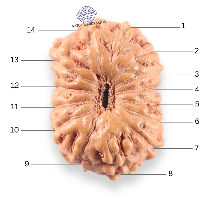 14 mukhi Indonesian Rudraksha -  Bead No.402