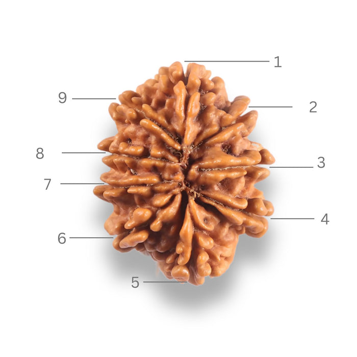 9 Mukhi Nepalese Rudraksha - Bead No. 442