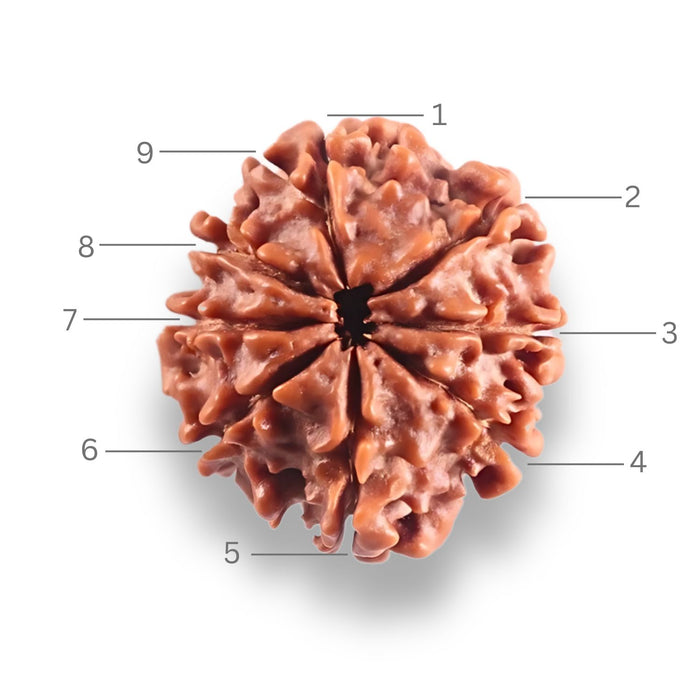 9 Mukhi Nepalese Rudraksha - Bead No. 454
