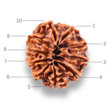 Load image into Gallery viewer, 10 Mukhi Nepalese Rudraksha - Bead No 447
