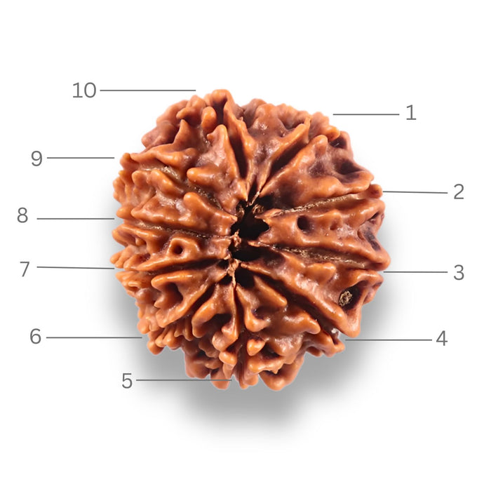 10 Mukhi Nepalese Rudraksha - Bead No 447