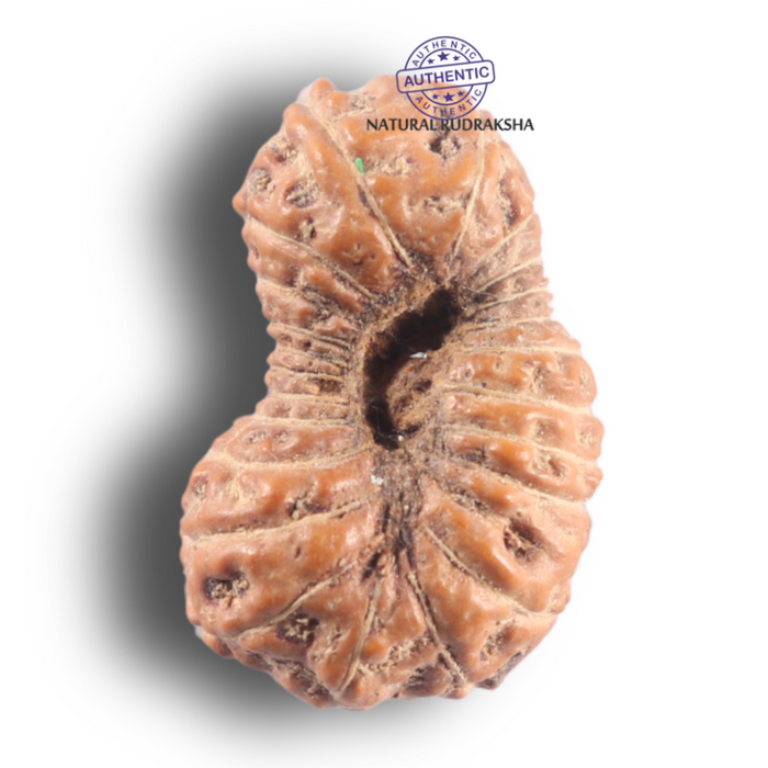 23 Mukhi Rudraksha from Indonesia - Bead No. N