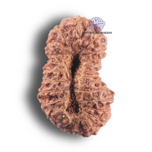 Load image into Gallery viewer, 23 Mukhi Rudraksha from Indonesia Bead No. H
