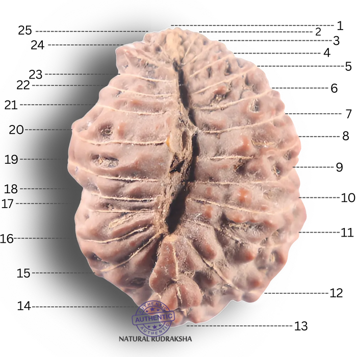 25 Mukhi Rudraksha from Indonesia - Bead No. N