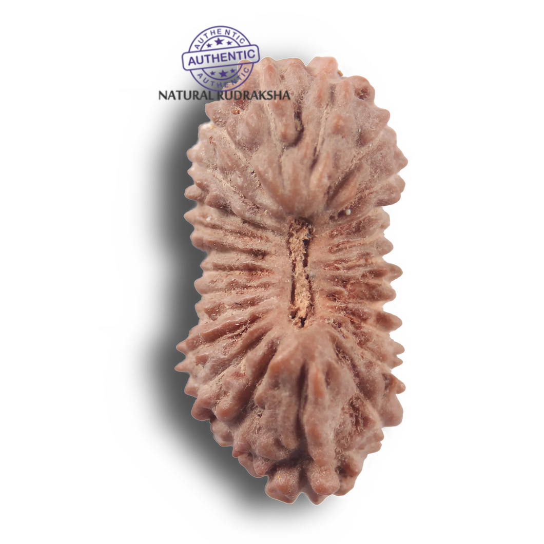 24 Mukhi Rudraksha from Indonesia - Bead No. Y