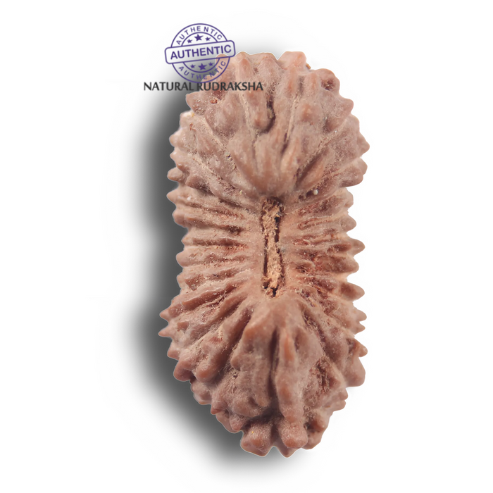 24 Mukhi Rudraksha from Indonesia - Bead No. Y