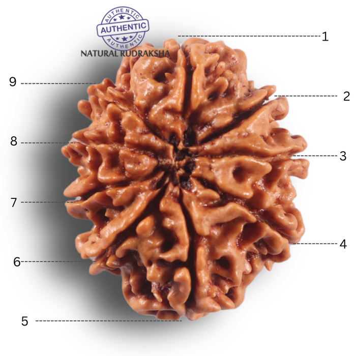 9 Mukhi Nepalese Rudraksha - Bead No. 466