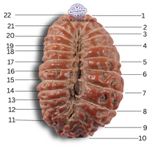 Load image into Gallery viewer, 23 Mukhi Rudraksha from Indonesia Bead No.AK
