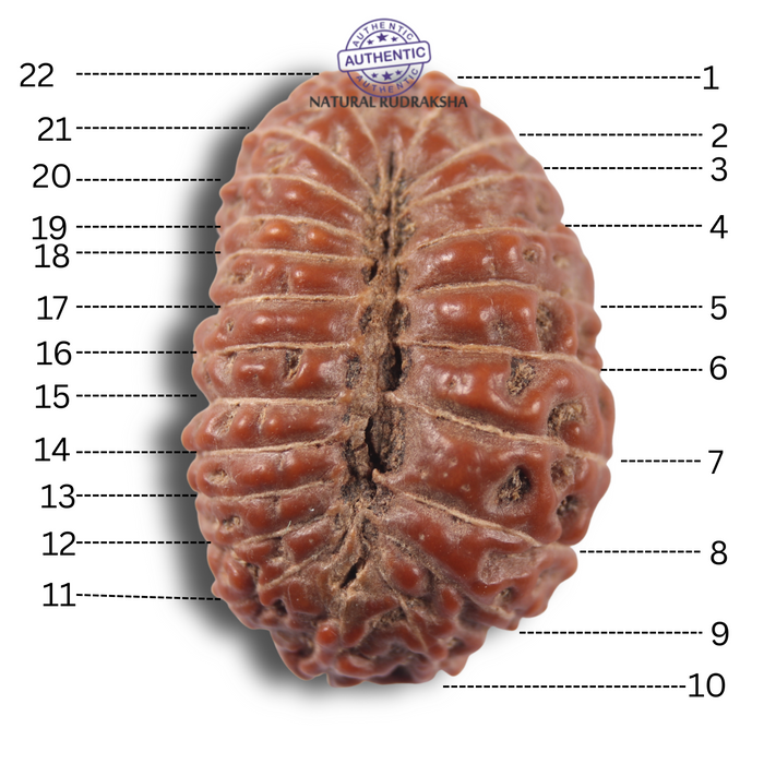 23 Mukhi Rudraksha from Indonesia Bead No.AK