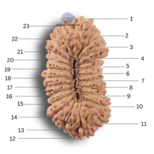 Load image into Gallery viewer, 23 Mukhi Rudraksha from Indonesia

