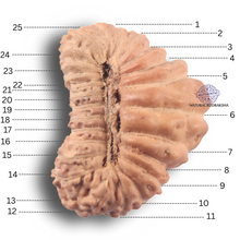 Load image into Gallery viewer, 25 Mukhi Rudraksha from Indonesia
