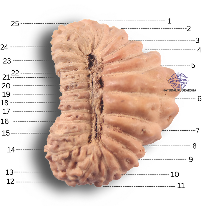 25 Mukhi Rudraksha from Indonesia
