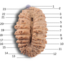 Load image into Gallery viewer, 23 Mukhi Rudraksha from Indonesia
