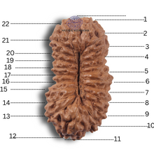 Load image into Gallery viewer, 23 Mukhi Rudraksha from Indonesia Bead No.AJ
