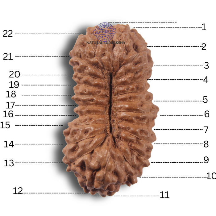 23 Mukhi Rudraksha from Indonesia Bead No.AJ