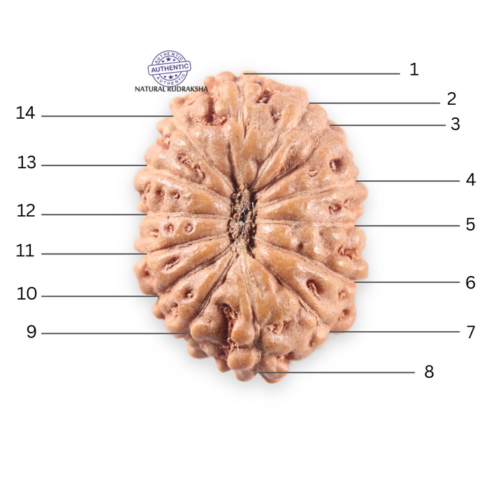 14 mukhi Indonesian Rudraksha -  Bead No. 399