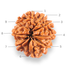Load image into Gallery viewer, 9 Mukhi Nepalese Rudraksha - Bead No. 439
