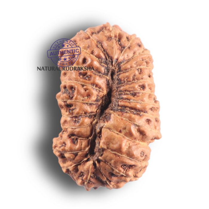 23 Mukhi Rudraksha from Indonesia Bead No. F