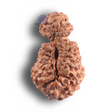 Load image into Gallery viewer, 23 Mukhi Rudraksha from Indonesia - Bead No. L
