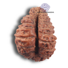 Load image into Gallery viewer, 23 Mukhi Rudraksha from Indonesia
