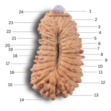 Load image into Gallery viewer, 24 Mukhi Rudraksha from Indonesia

