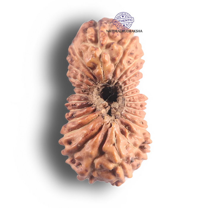 23 Mukhi Rudraksha from Indonesia - Bead No. M