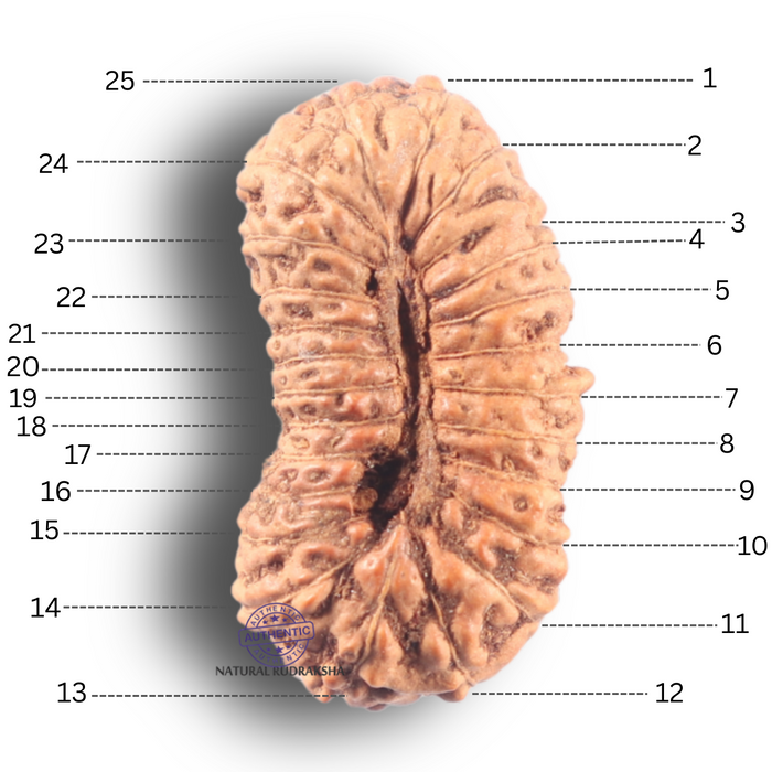 25 Mukhi Rudraksha from Indonesia - Bead No. H