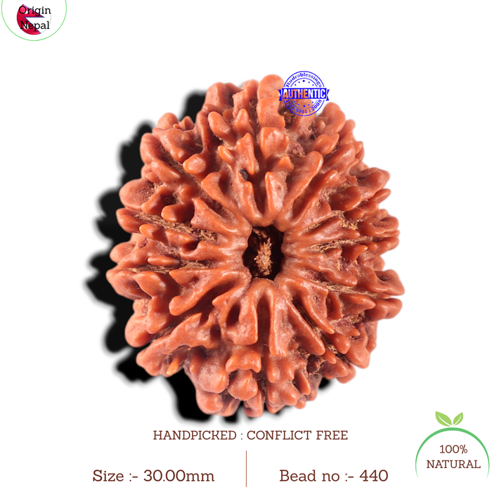 11 Mukhi Nepalese Rudraksha - Bead No. 440